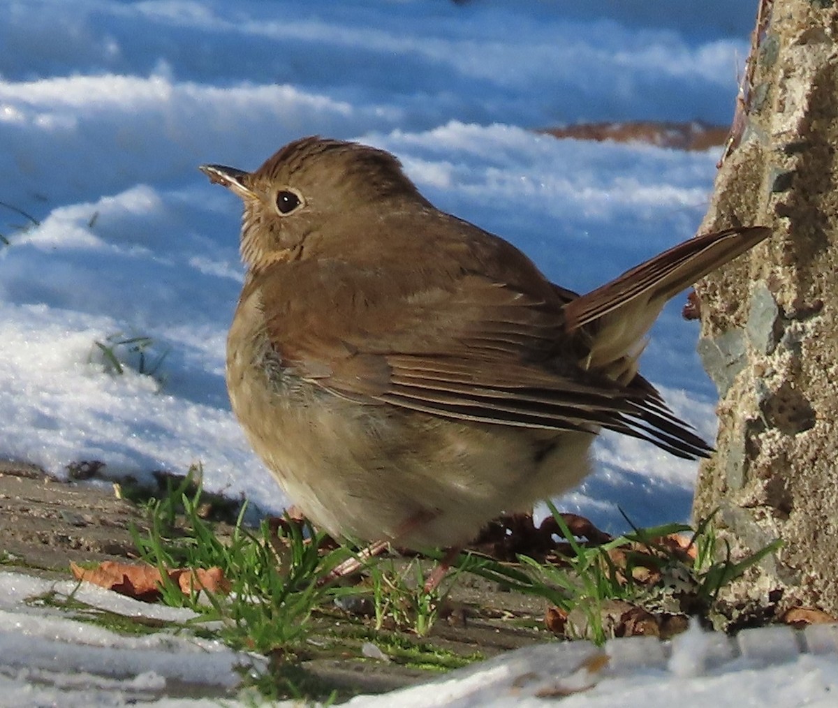 Hermit Thrush - ML646637517