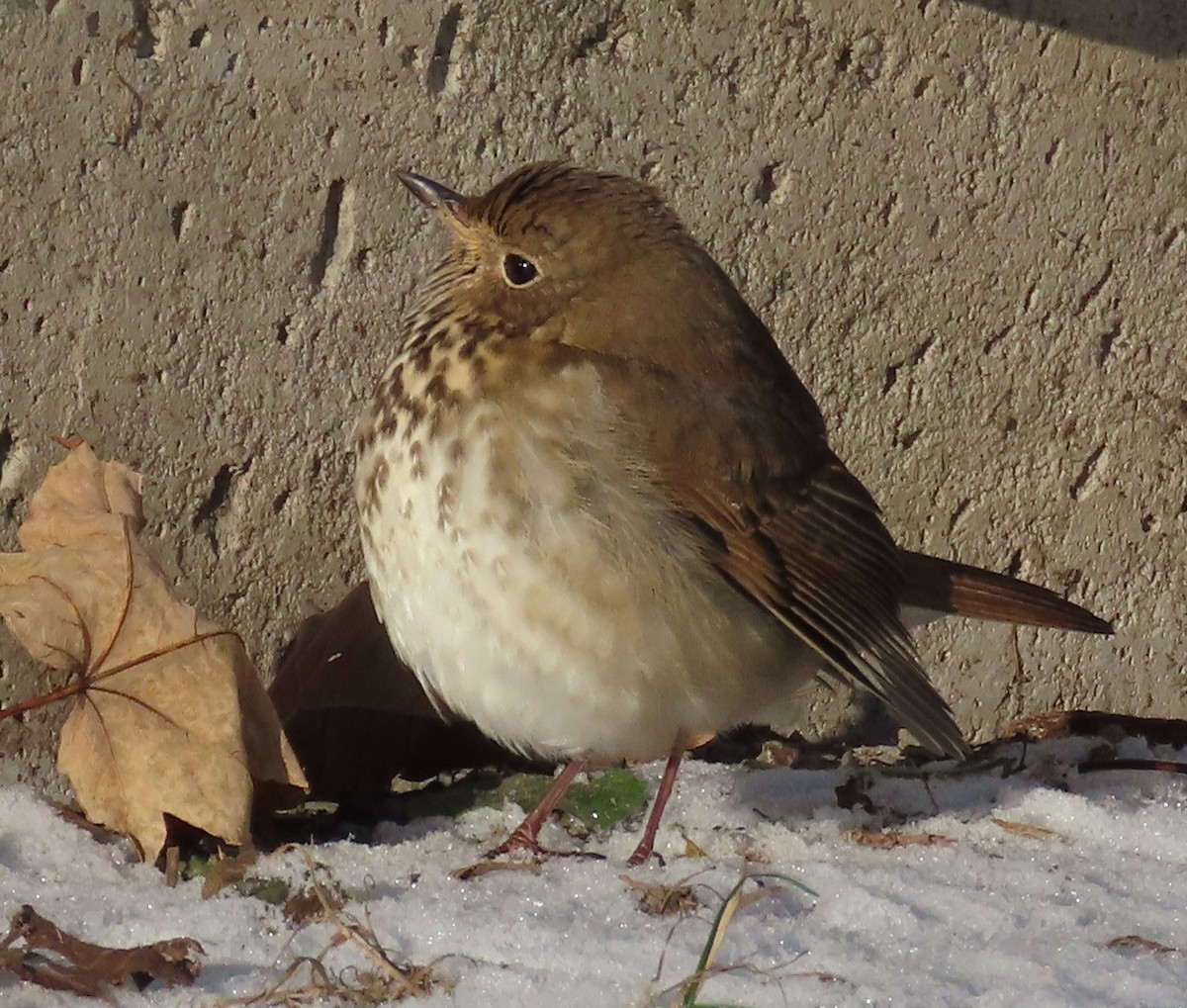 Hermit Thrush - ML646637518