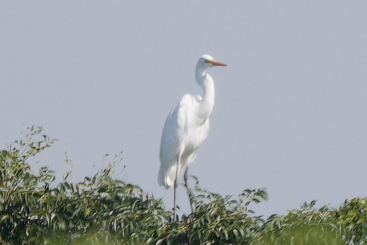 Great Egret - ML646637519