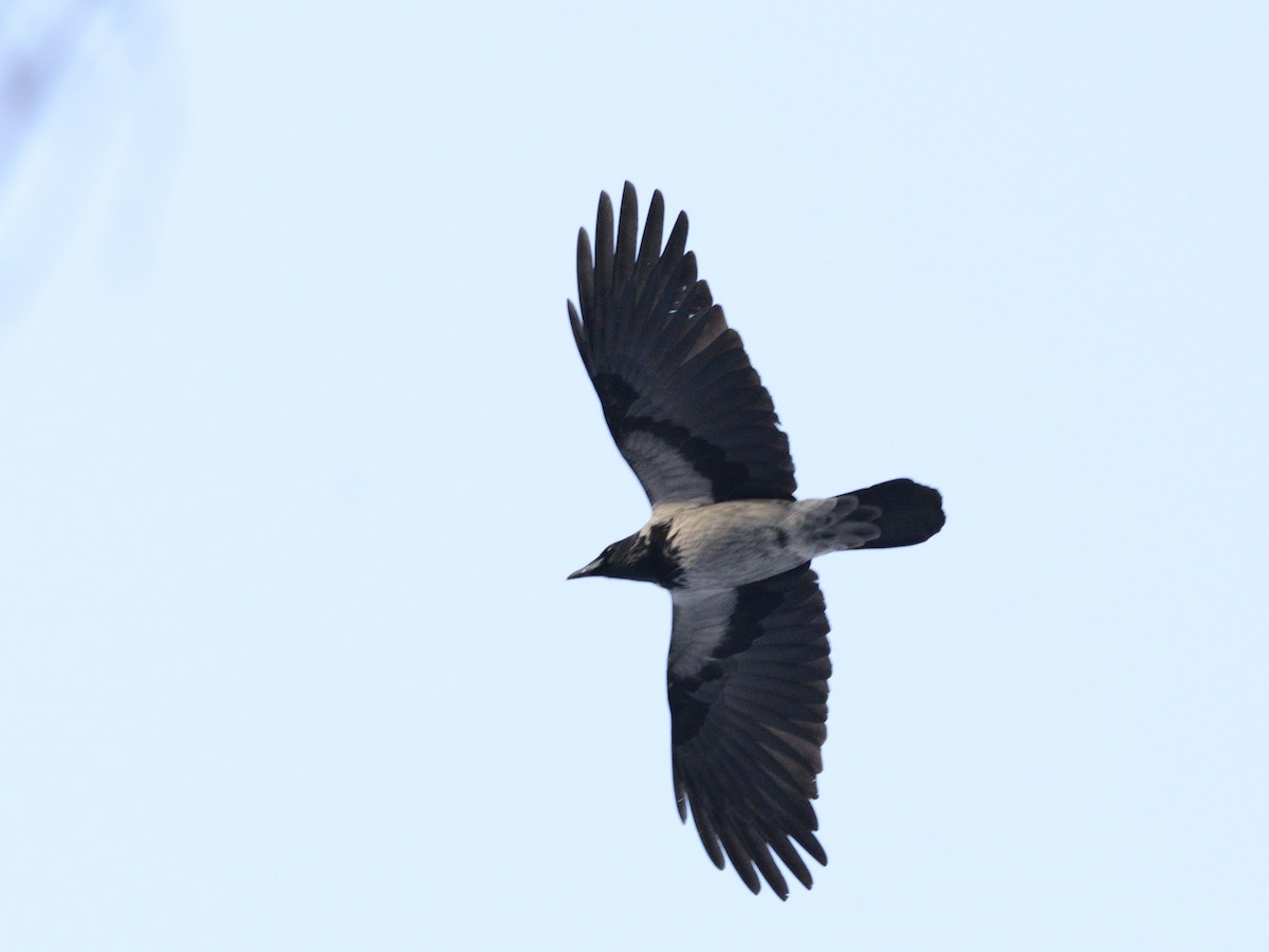 Hooded Crow (Hooded) - ML646637520
