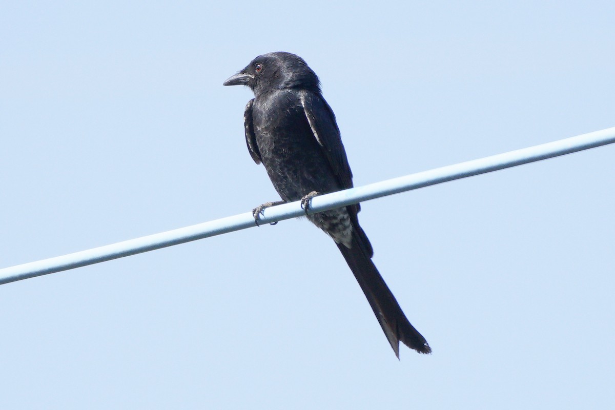 Black Drongo - ML646637521