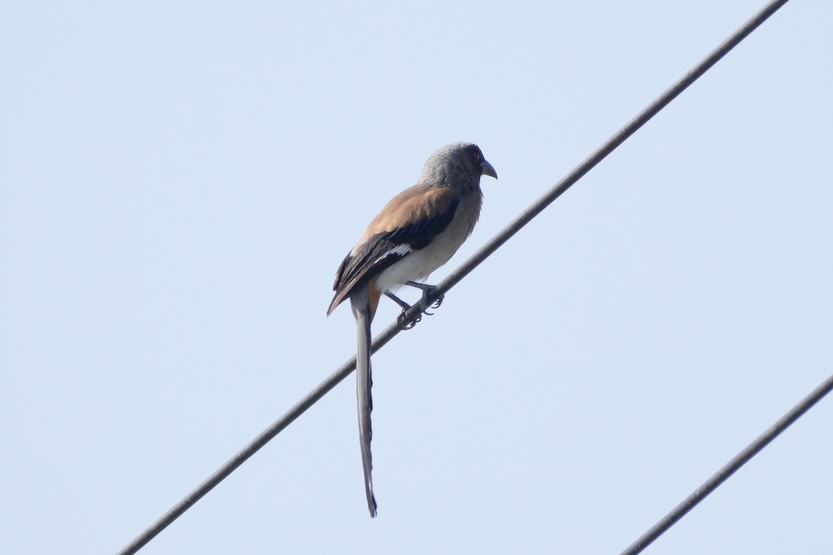 Gray Treepie - ML646637522