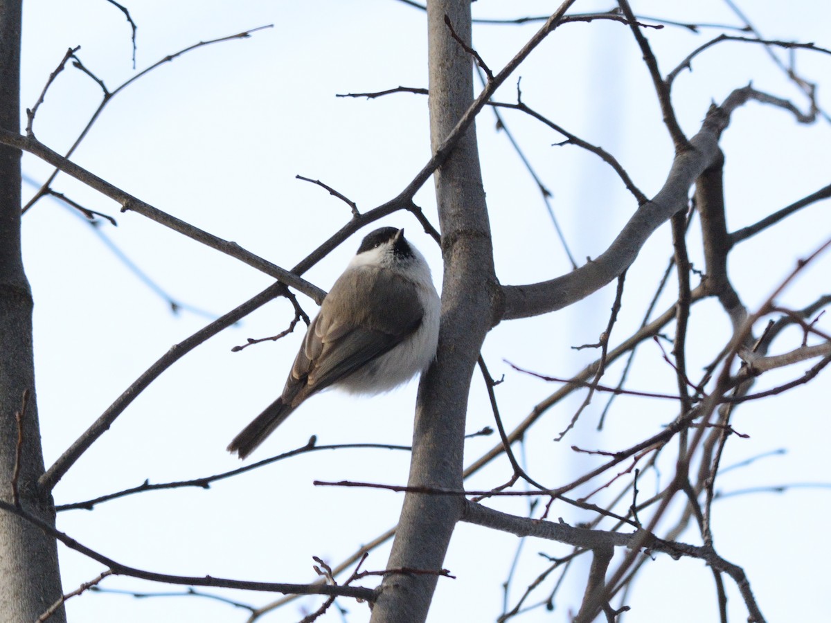 Marsh Tit - ML646637523