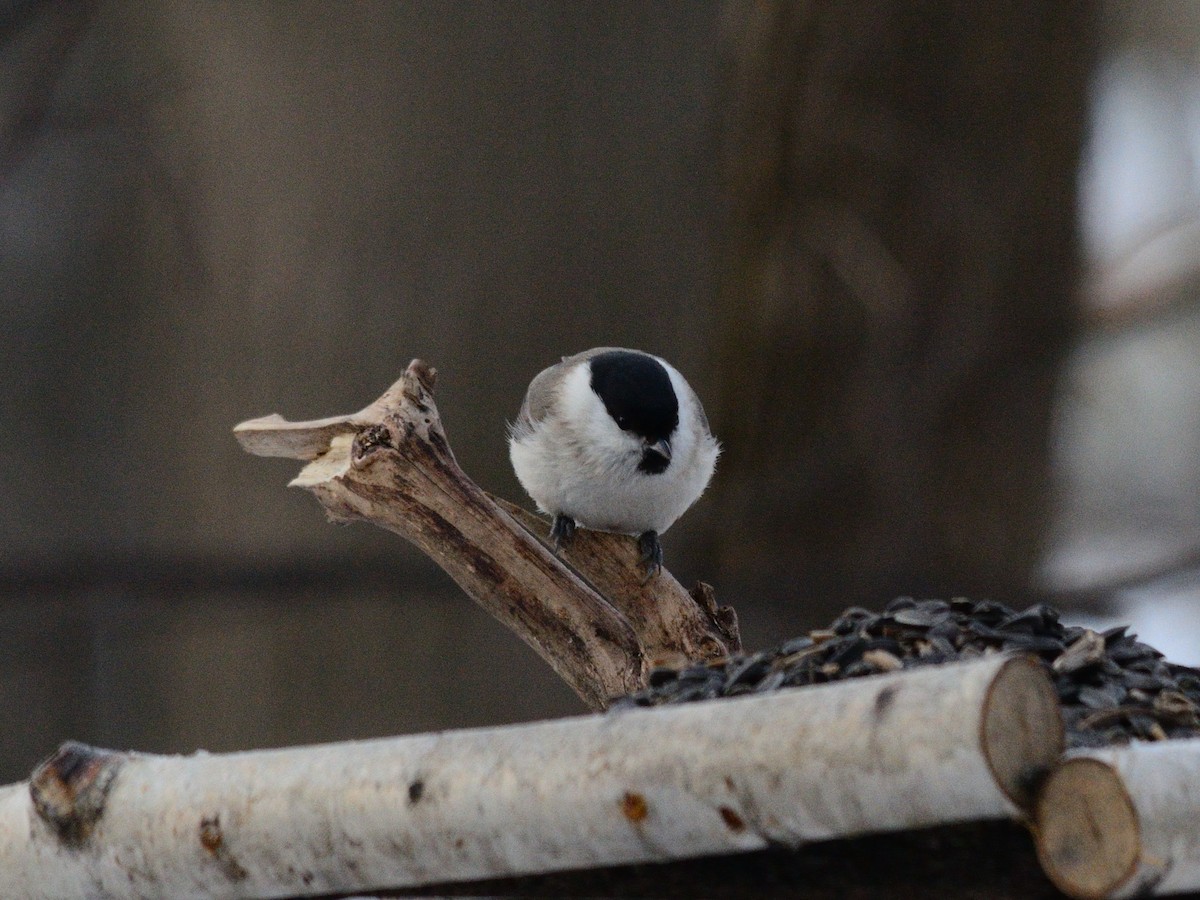 Marsh Tit - ML646637524