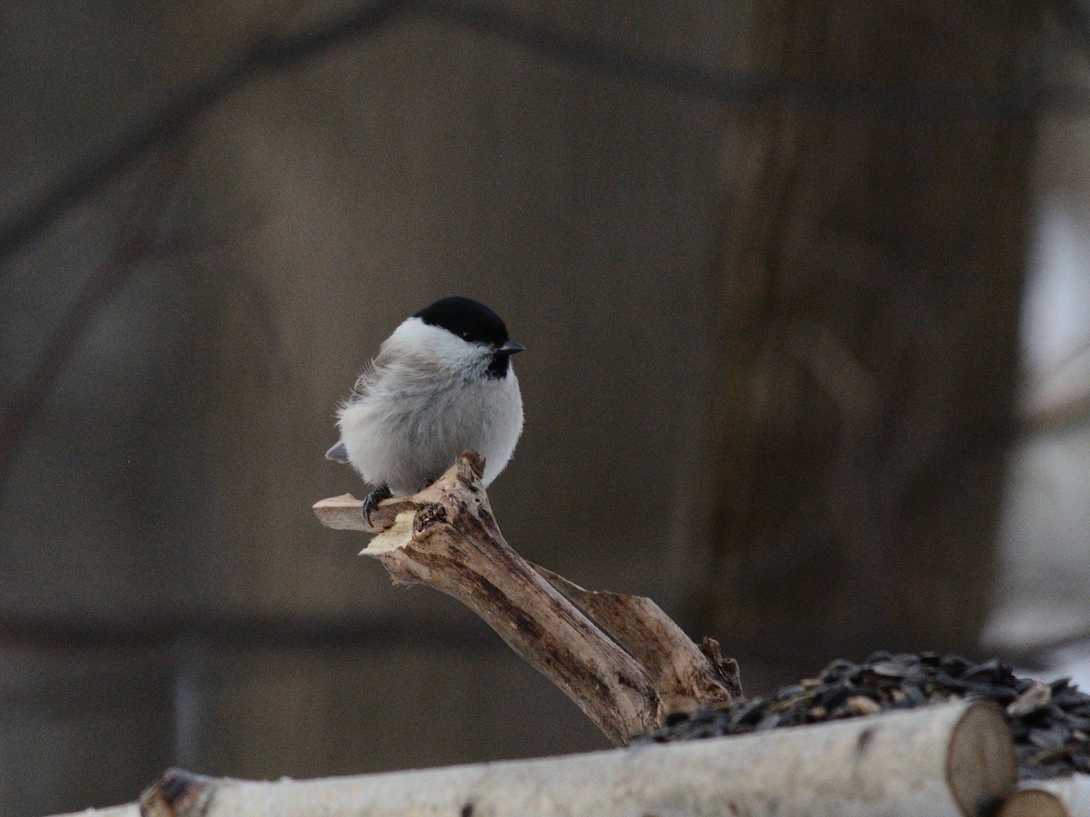 Marsh Tit - ML646637525
