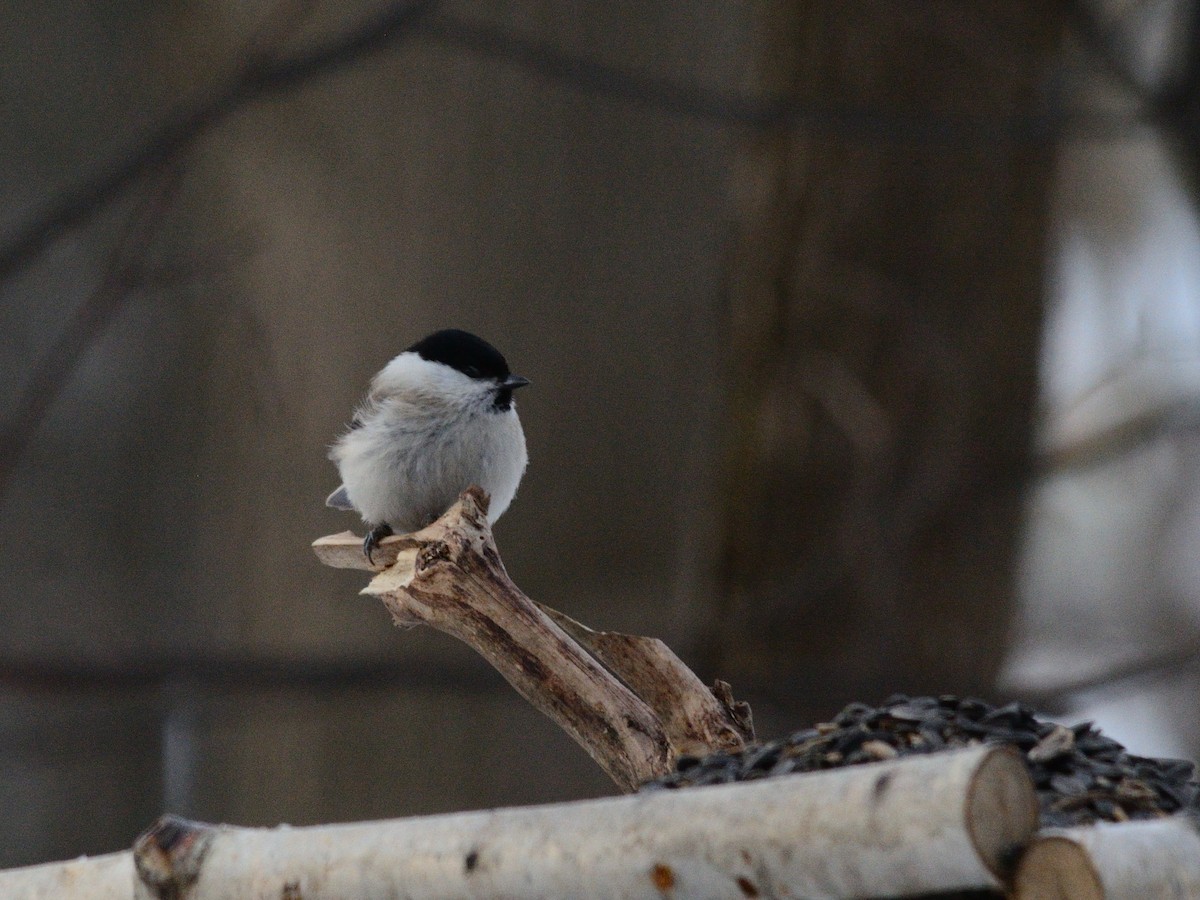 Marsh Tit - ML646637526