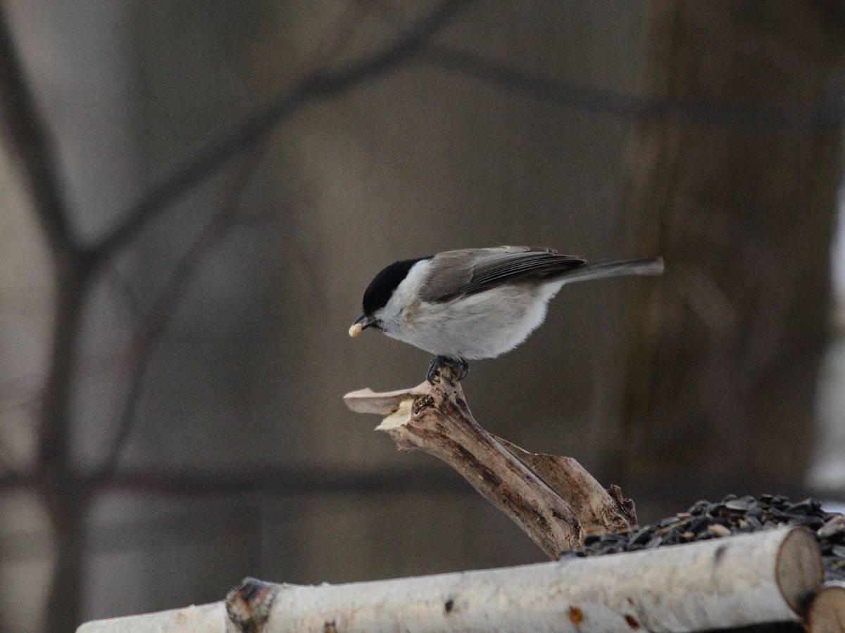 Marsh Tit - ML646637528