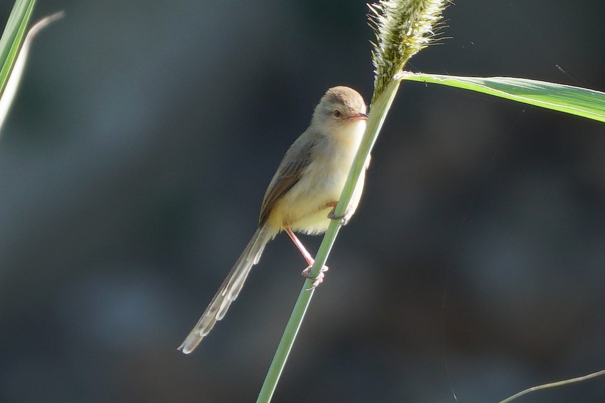 Plain Prinia - ML646637529