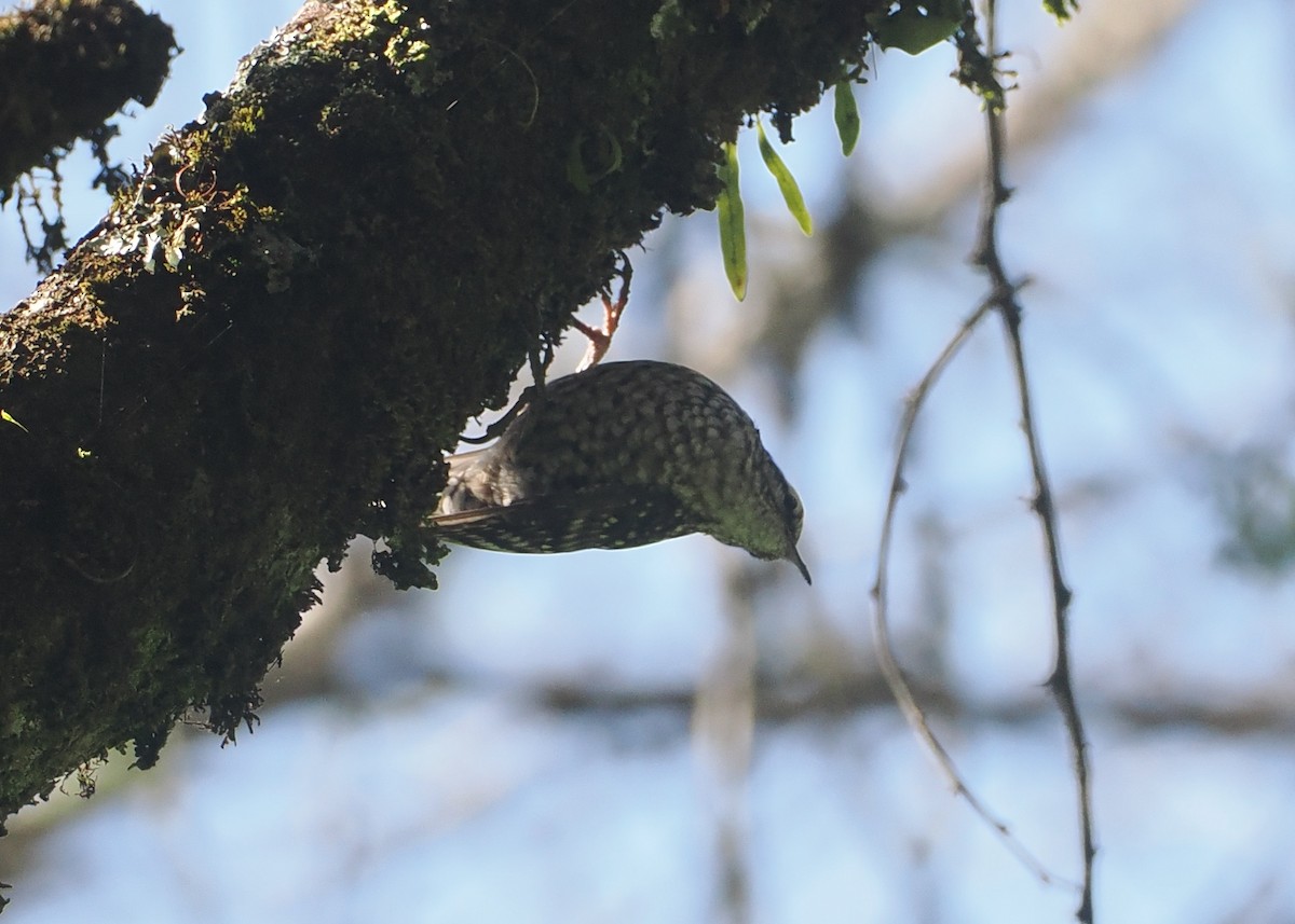 African Spotted Creeper - ML646637530