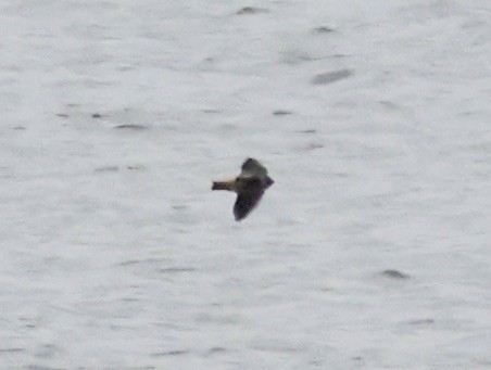 Cave Swallow - ML646637531