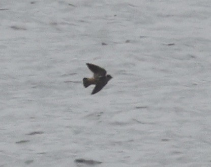 Cave Swallow - ML646637532