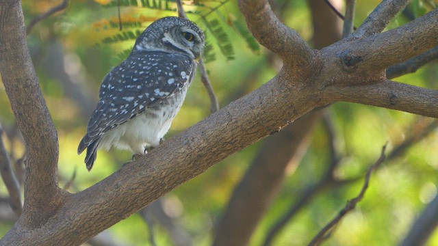 Chevêche brame - ML646637533