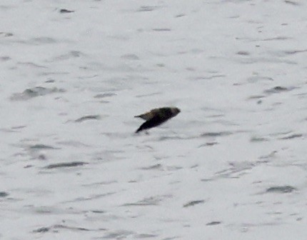 Cave Swallow - ML646637534