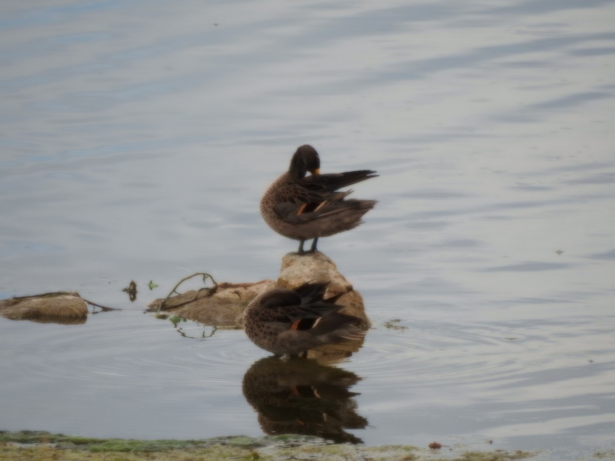 Sarcelle tachetée - ML646637535