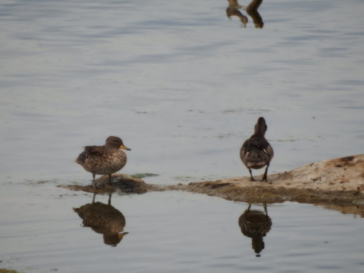 Sarcelle tachetée - ML646637536