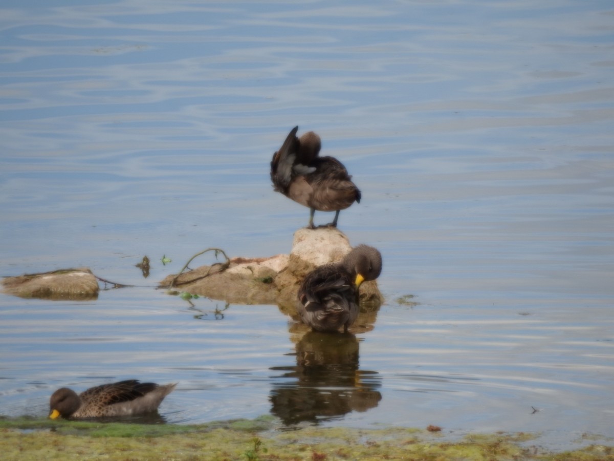 Sarcelle tachetée - ML646637537