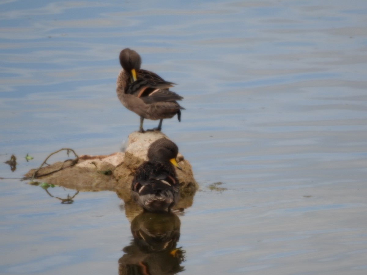 Sarcelle tachetée - ML646637538