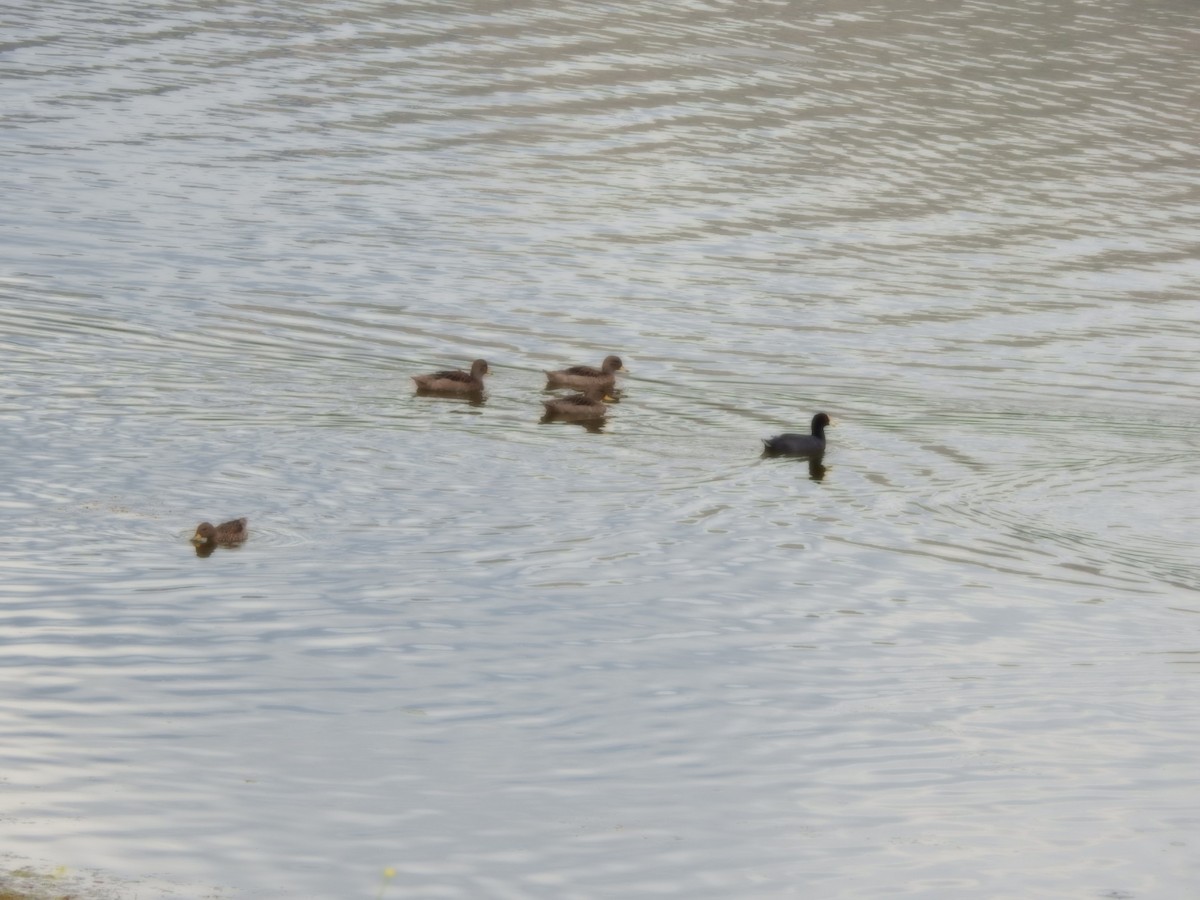 Sarcelle tachetée - ML646637539