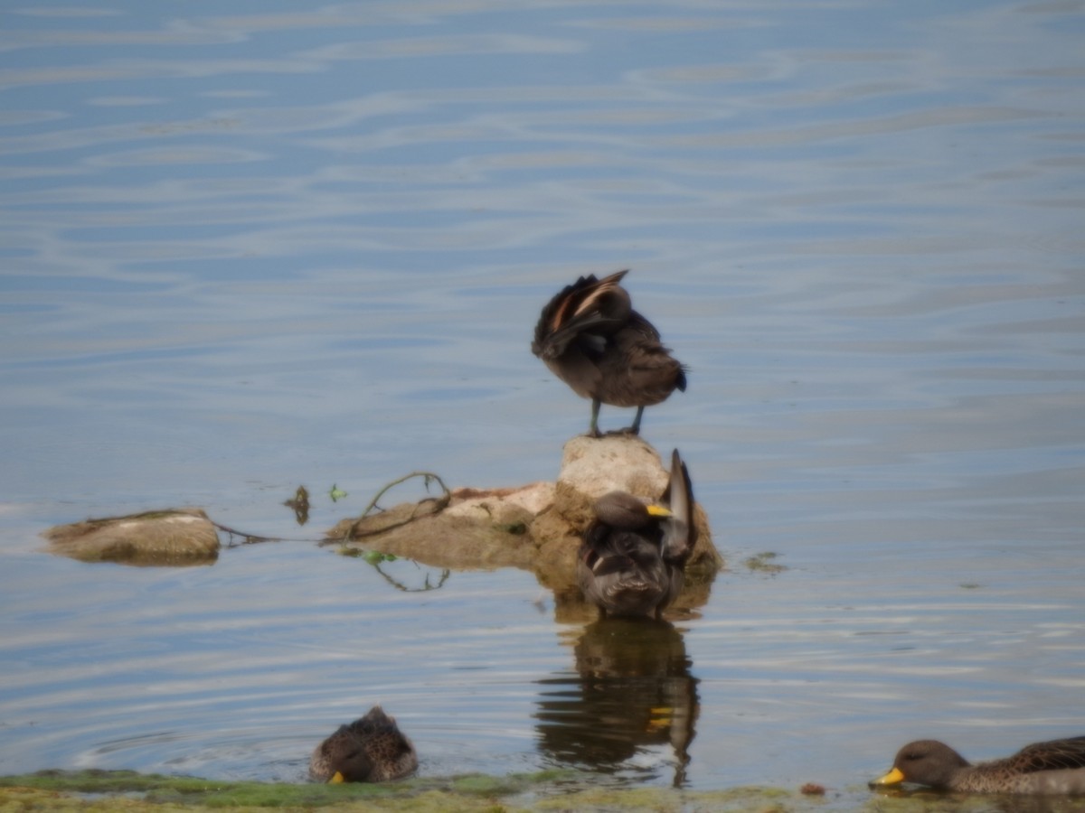 Sarcelle tachetée - ML646637541