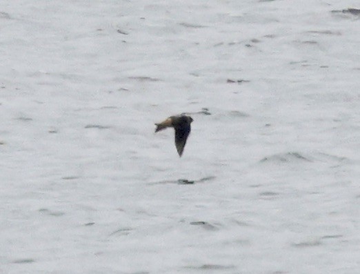 Cave Swallow - ML646637546