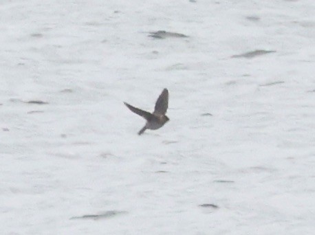 Cave Swallow - ML646637555