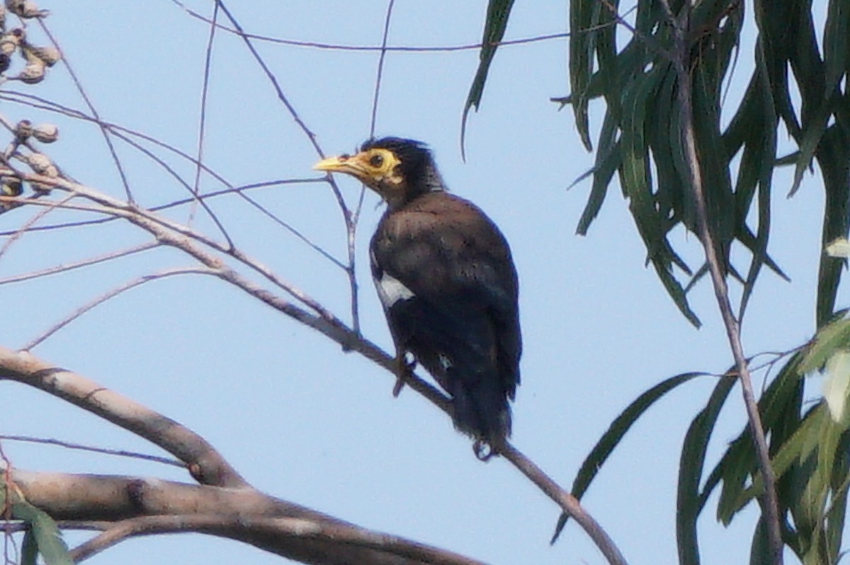 Common Myna - ML646637556