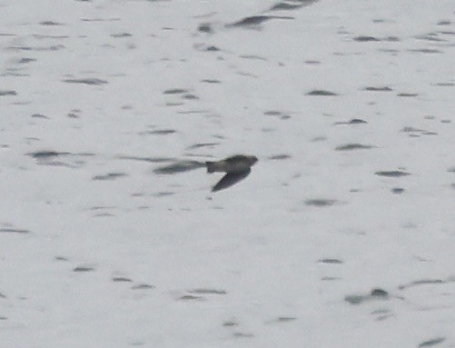 Cave Swallow - ML646637557