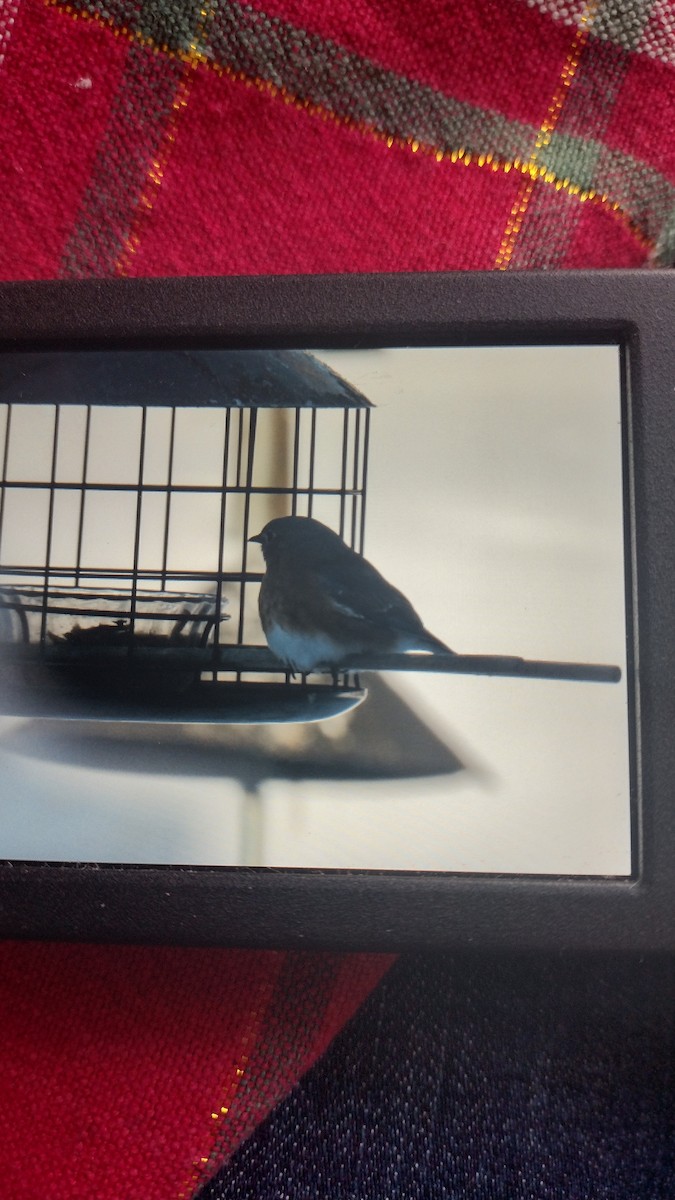 Eastern Bluebird - ML646637558