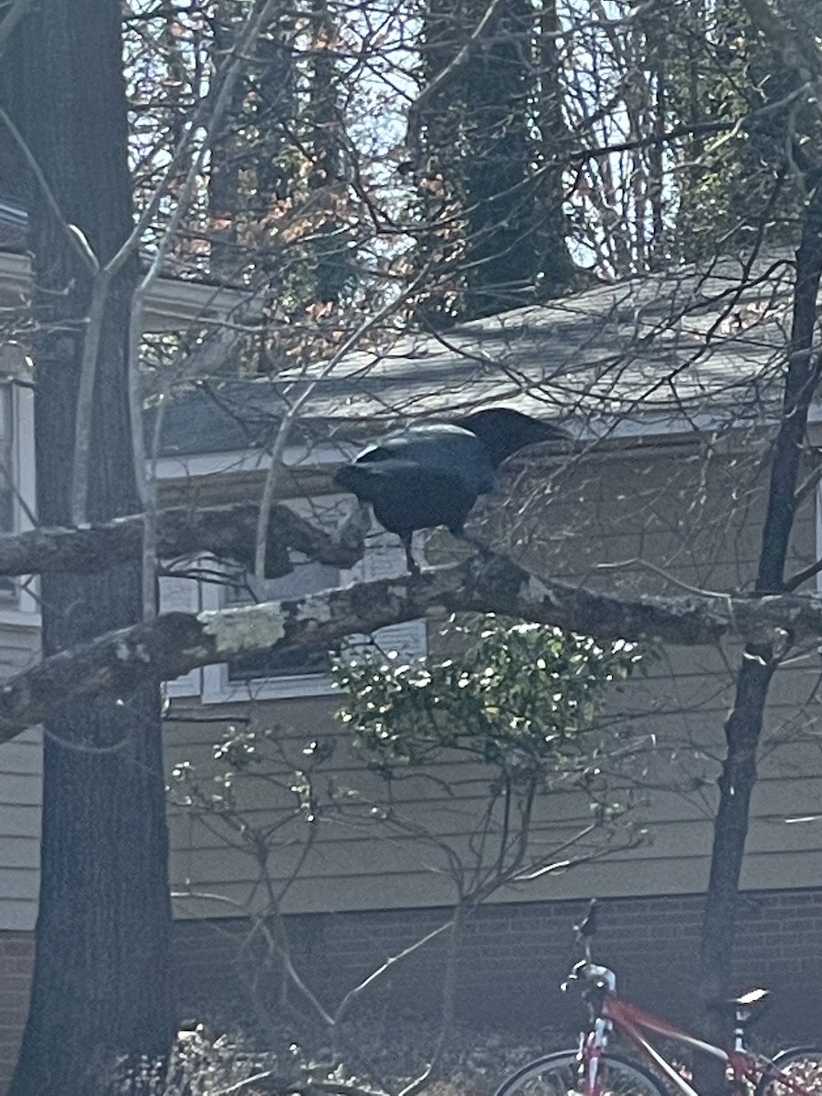 Amerikakrähe - ML646637559