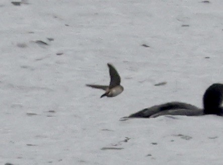 Cave Swallow - ML646637560