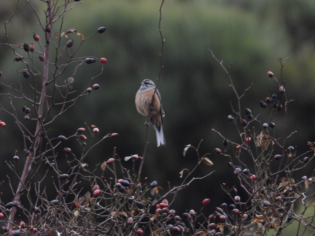 Rock Bunting - ML646637561