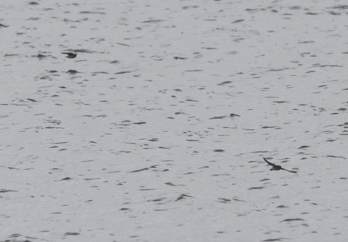 Cave Swallow - ML646637568