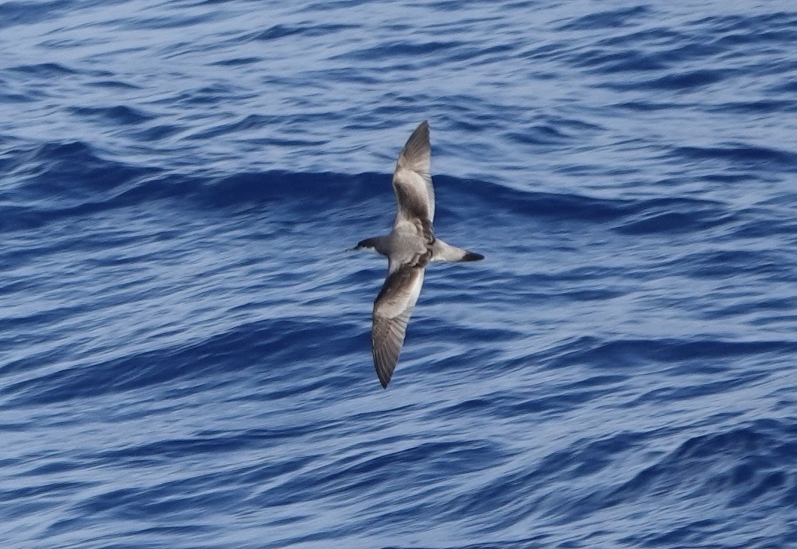 Buller's Shearwater - ML646637571