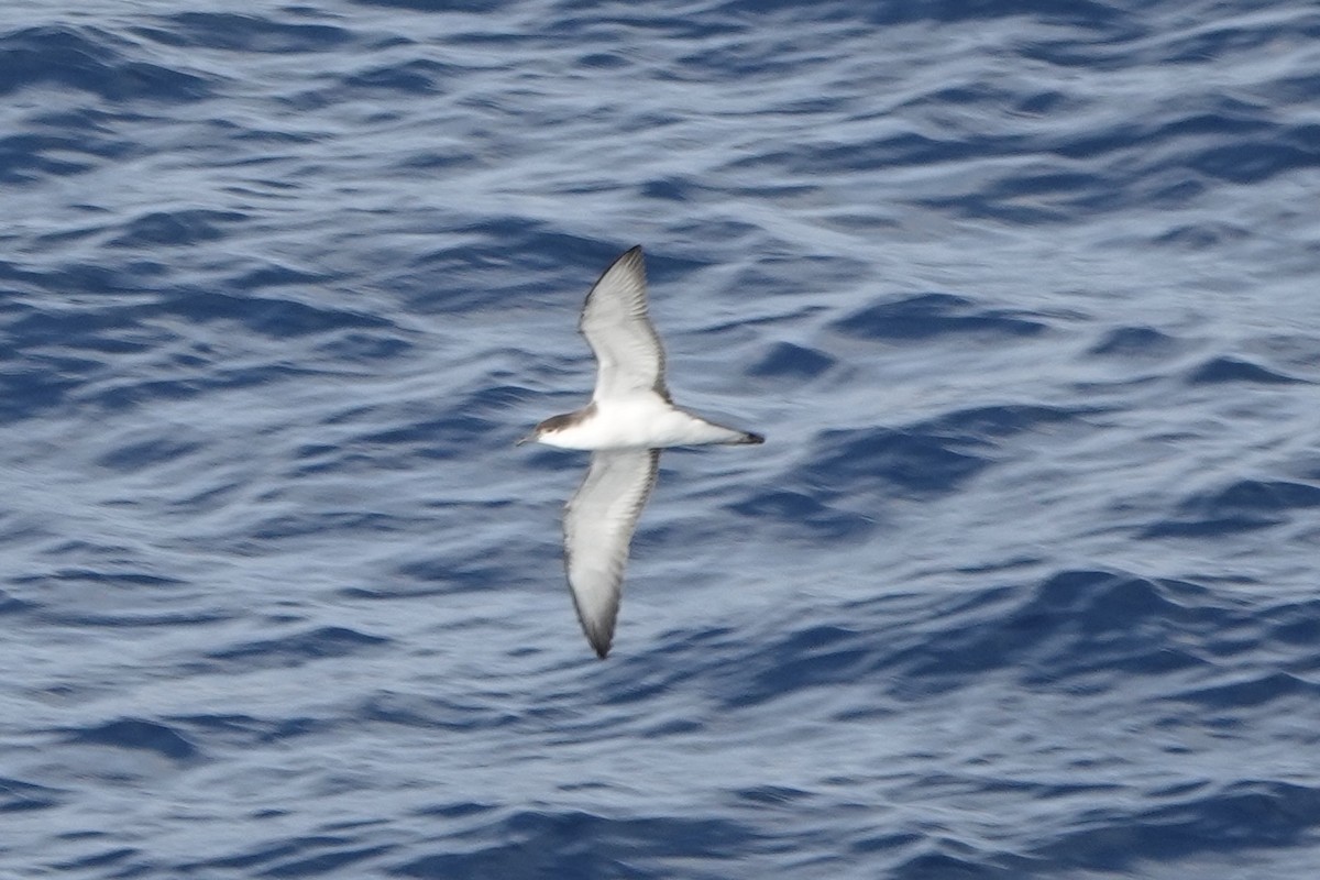 Buller's Shearwater - ML646637572