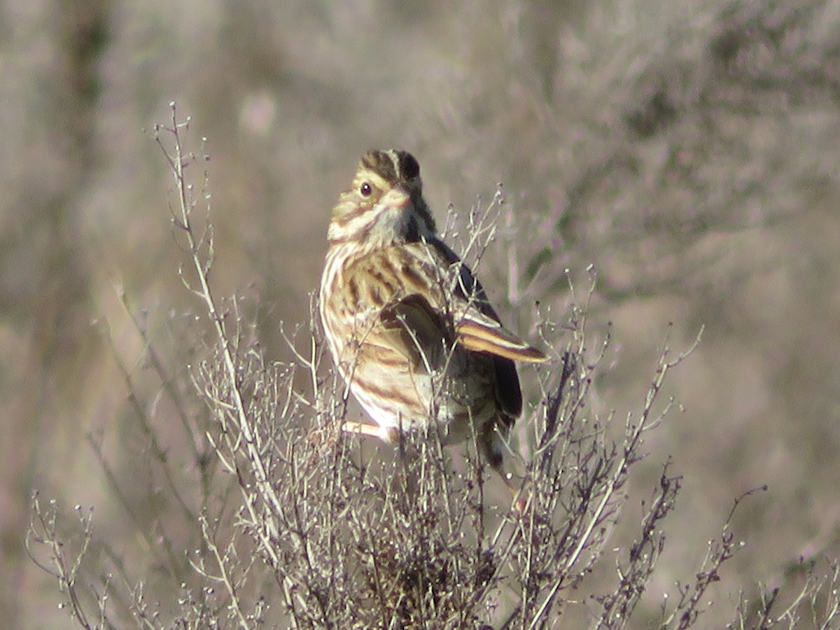 Savannah Sparrow - ML646637574