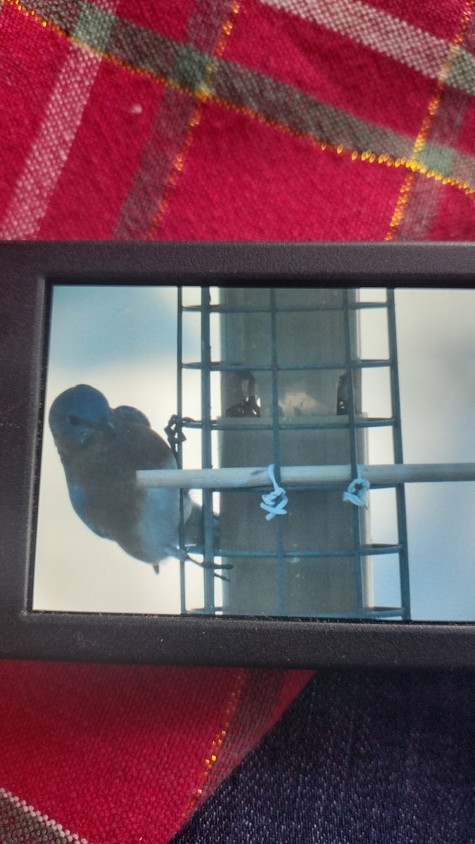 Eastern Bluebird - ML646637576