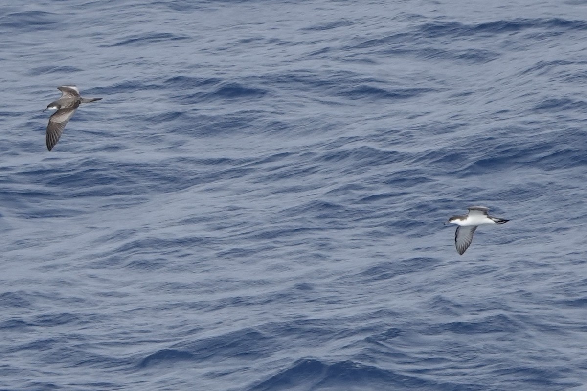 Buller's Shearwater - ML646637577