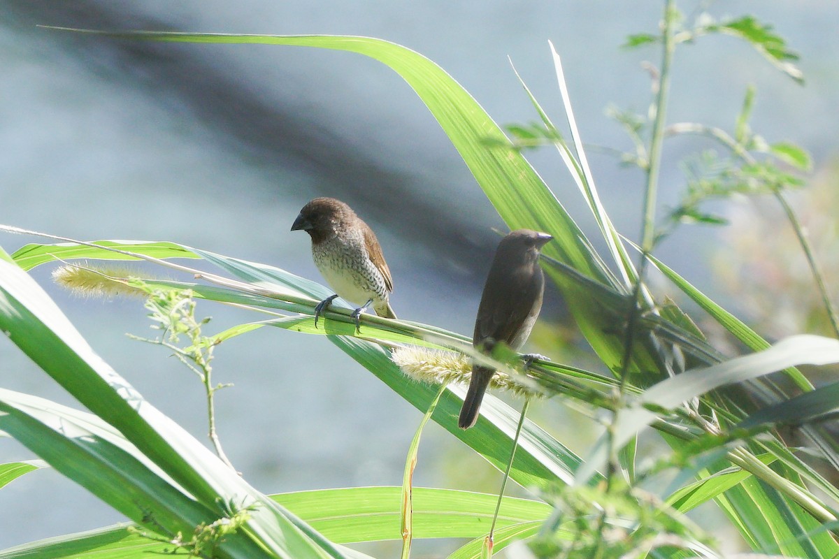 Scaly-breasted Munia - ML646637578