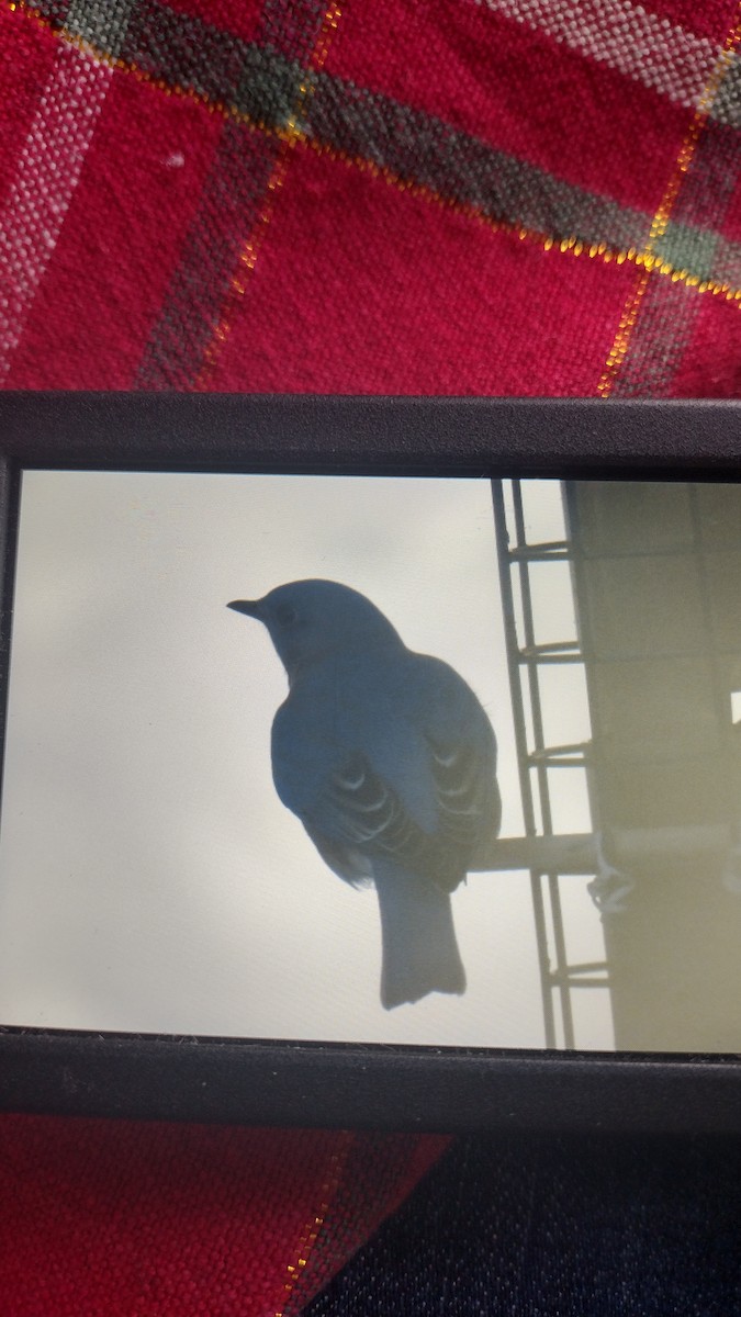 Eastern Bluebird - ML646637579