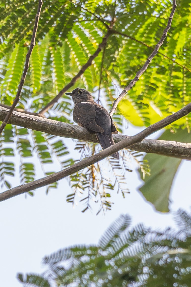 Moluccan Brush Cuckoo - ML646637587