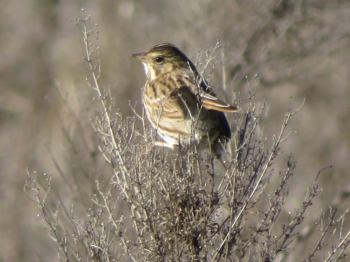Savannah Sparrow - ML646637592