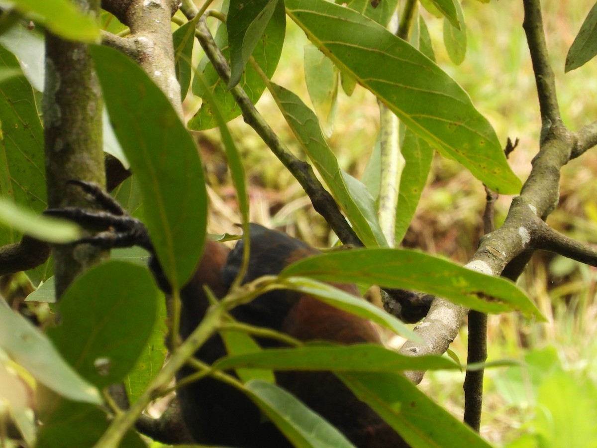 Cacique Dorsirrufo - ML646637595