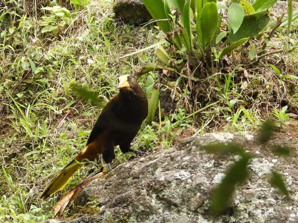 Cacique Dorsirrufo - ML646637597