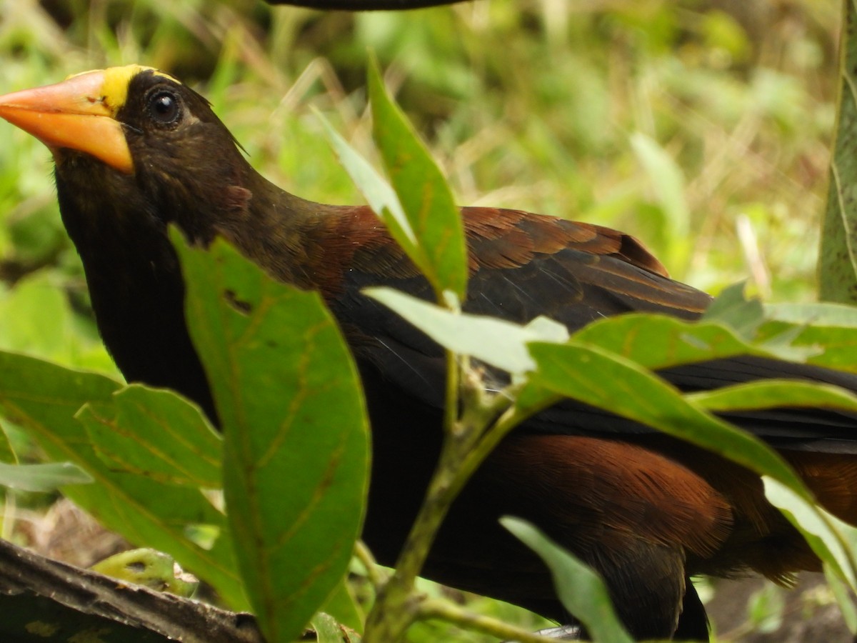Russet-backed Oropendola - ML646637598