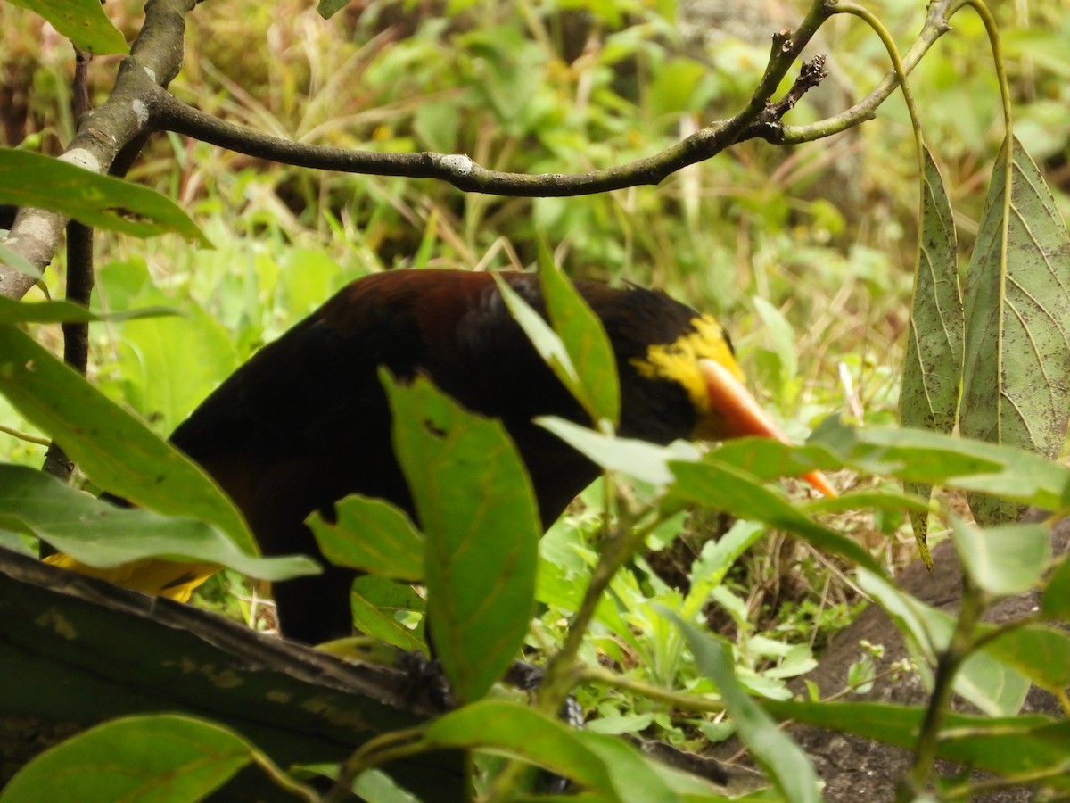 Russet-backed Oropendola - ML646637599
