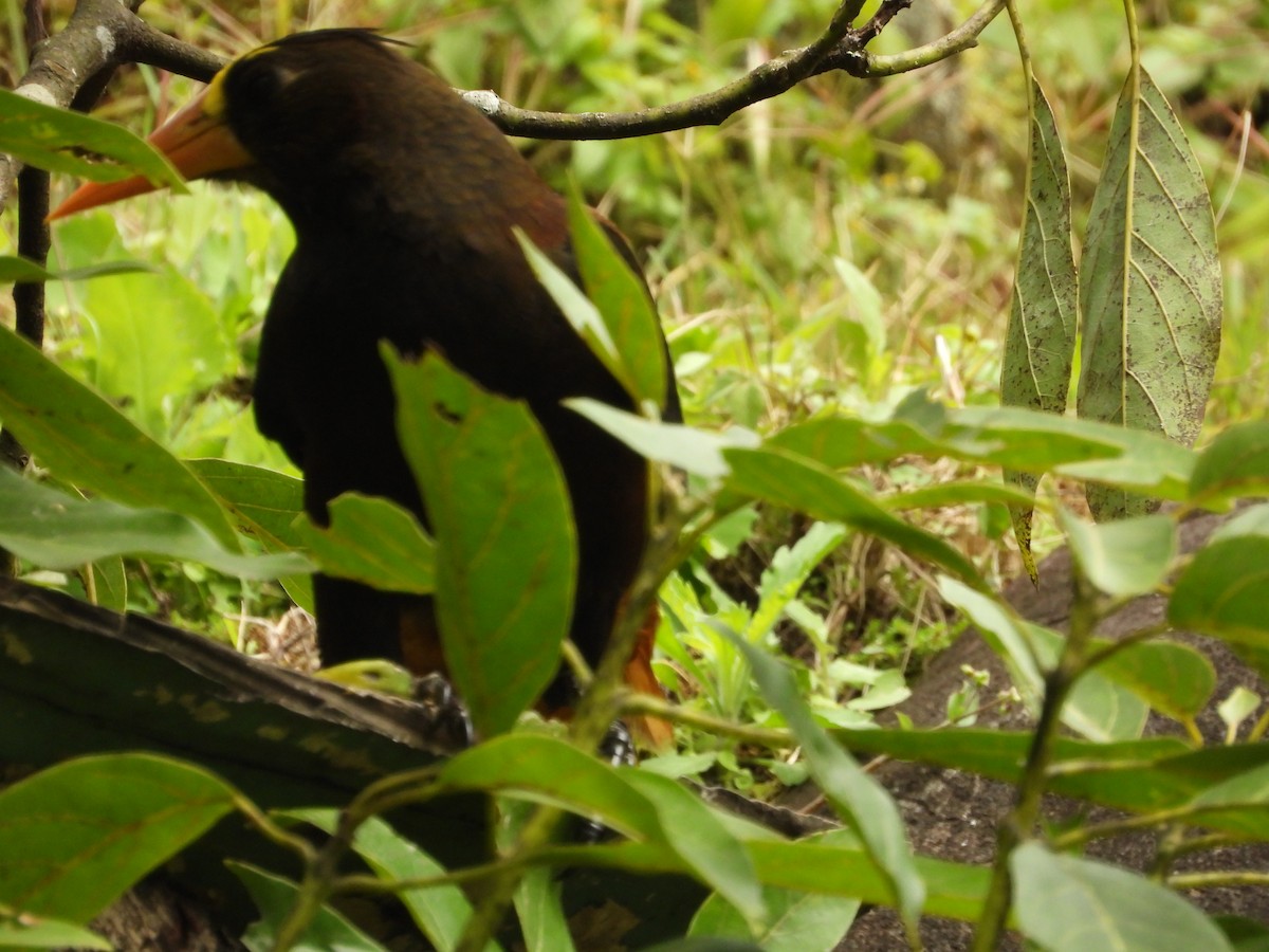 Russet-backed Oropendola - ML646637600