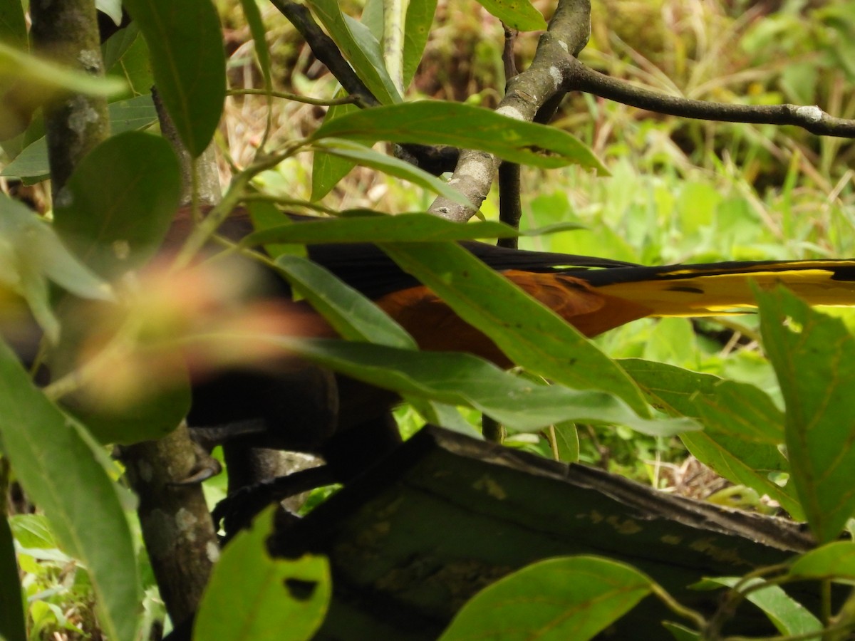 Russet-backed Oropendola - ML646637601