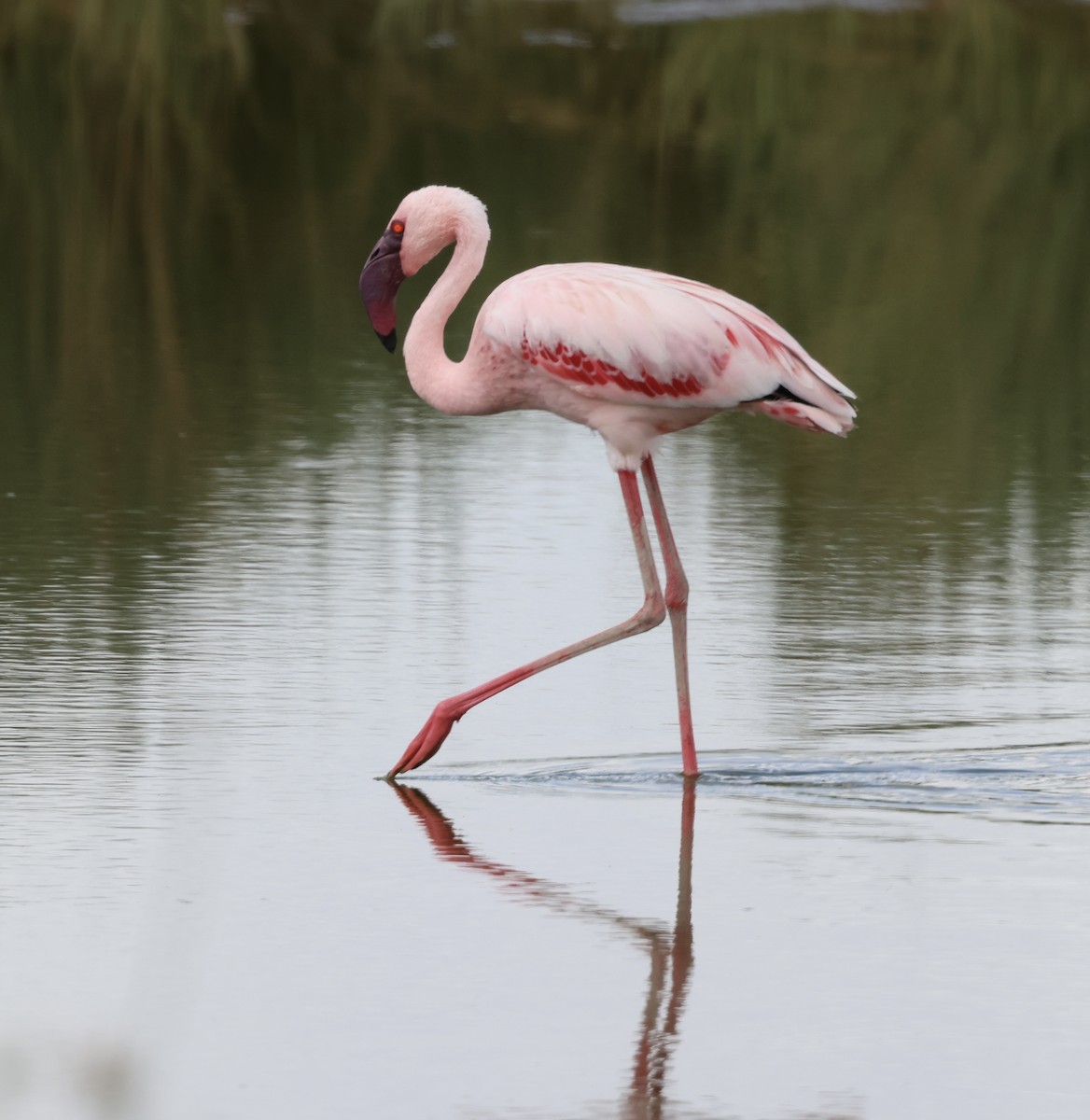 Zwergflamingo - ML646637603