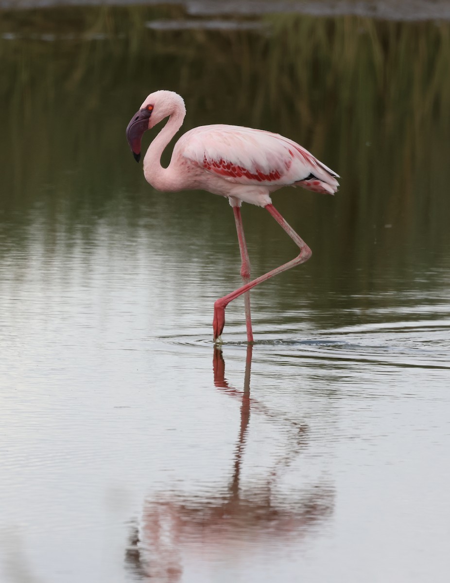 Zwergflamingo - ML646637604