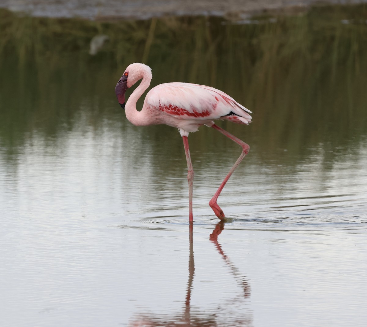 Zwergflamingo - ML646637605